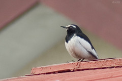 Japanese Pied Wagtail