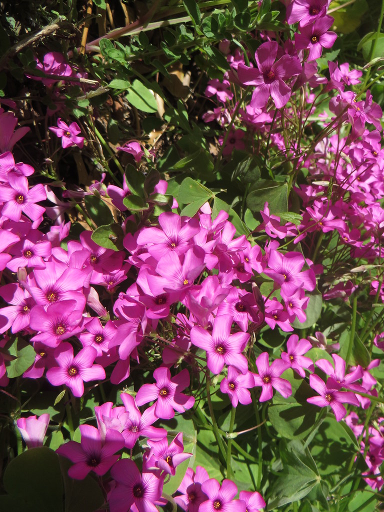 Au jardin, oxalis articulata, Bosdarros, B&eacute;arn, Pyr&eacute;n&eacute;es Atlantiques, Aquitaine, France.