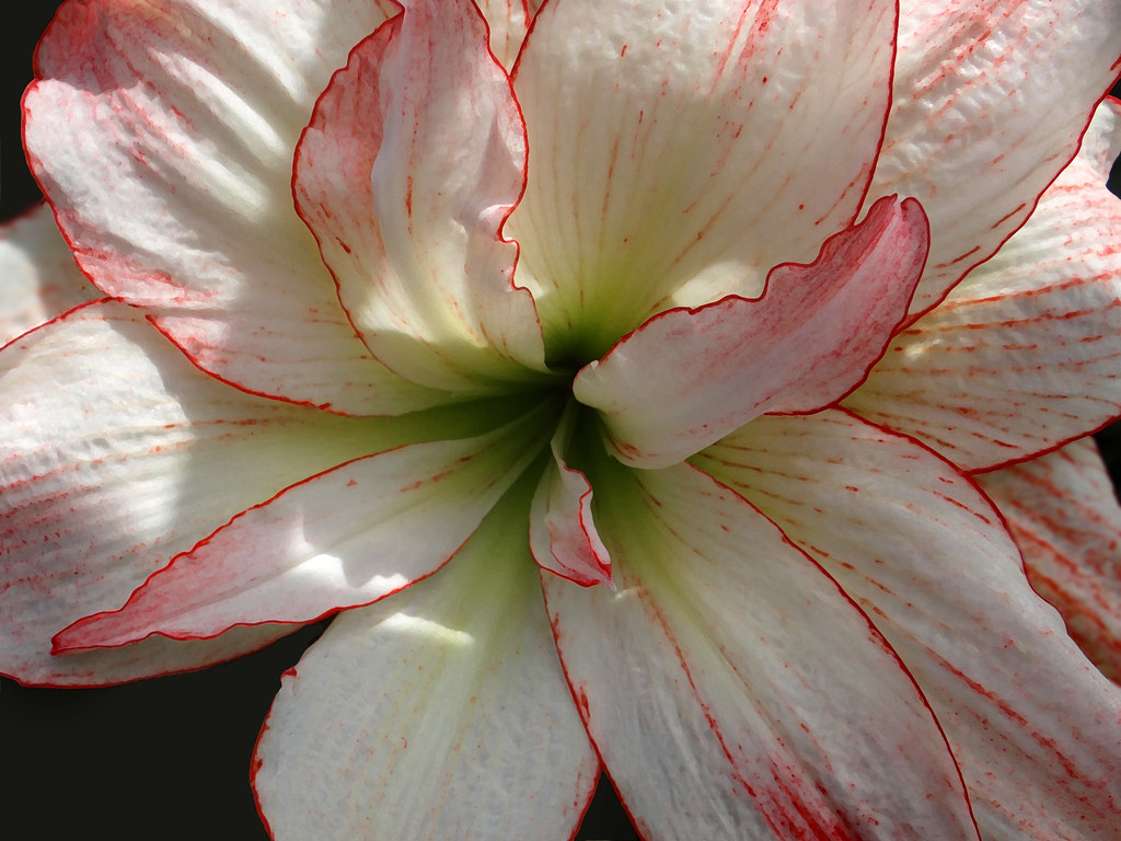 Amaryllis Aphrodite