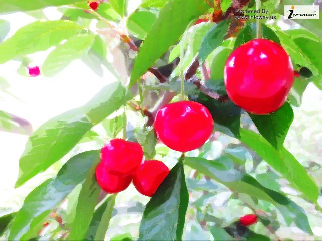 Gorgeous Cherry Fruits Wallpaper