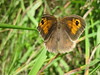 papillon le Myrtil