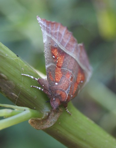 papillon de nuit La Découpure ou la Friande - Scoliopteryx libatrix