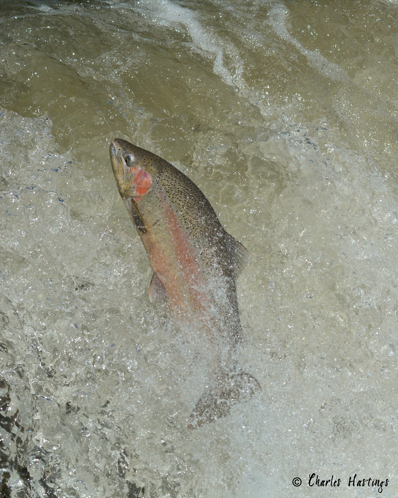 Rainbow Trout-f