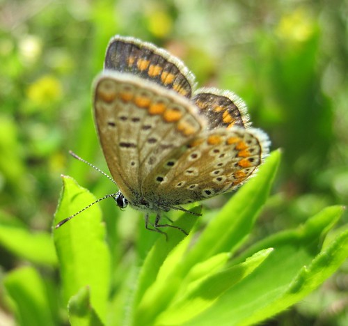 papillon argus bleu femelle
