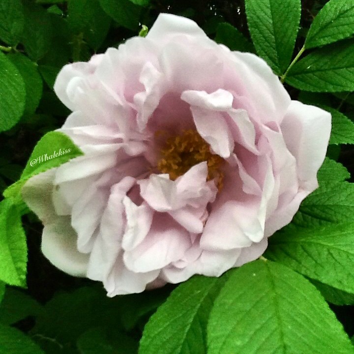 Hedge Rose