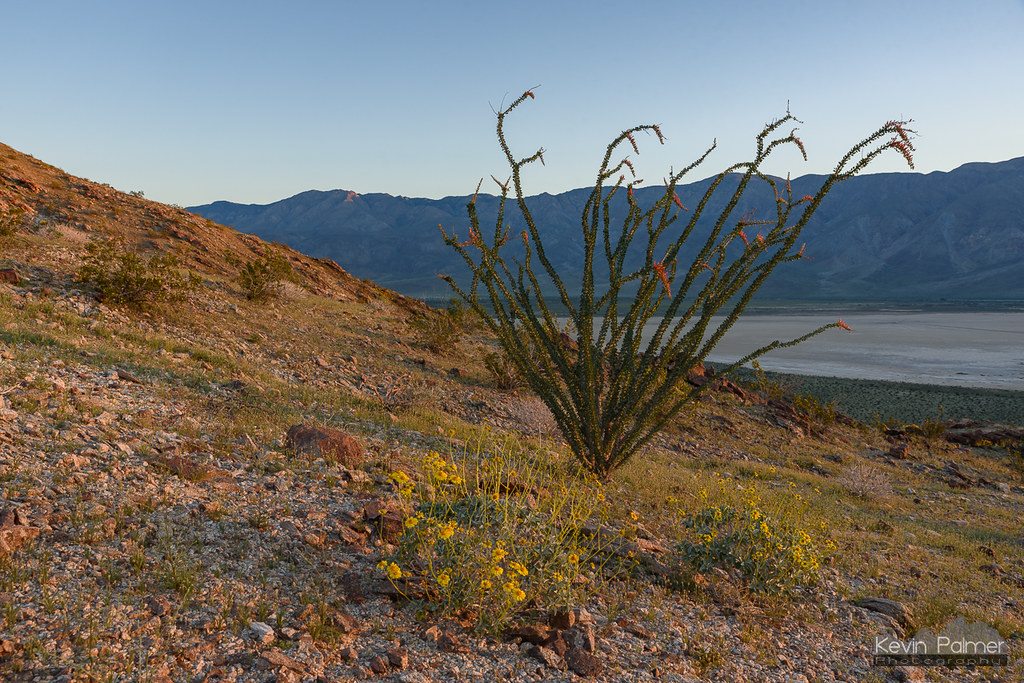 Ocotillo First Light