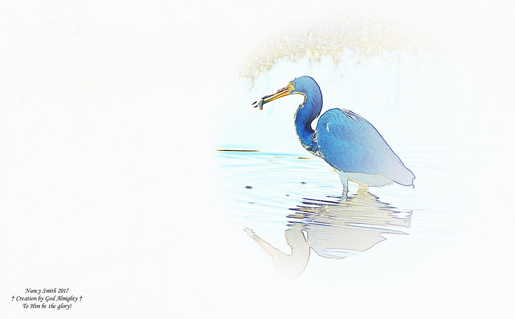 Tri-colored Heron with a catch