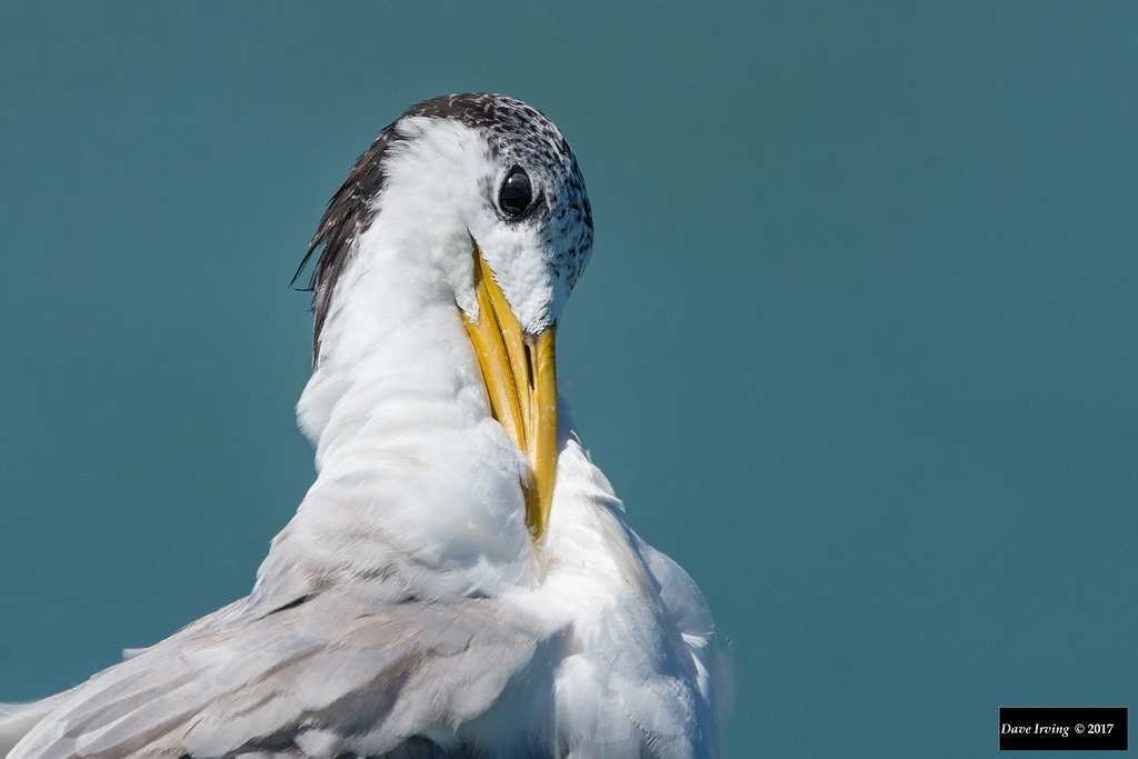 Greater Crested Tern (Thalasseus bergii gwendolenae)