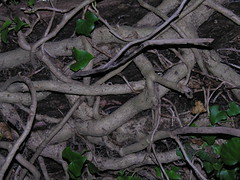 Highgate Tangle
