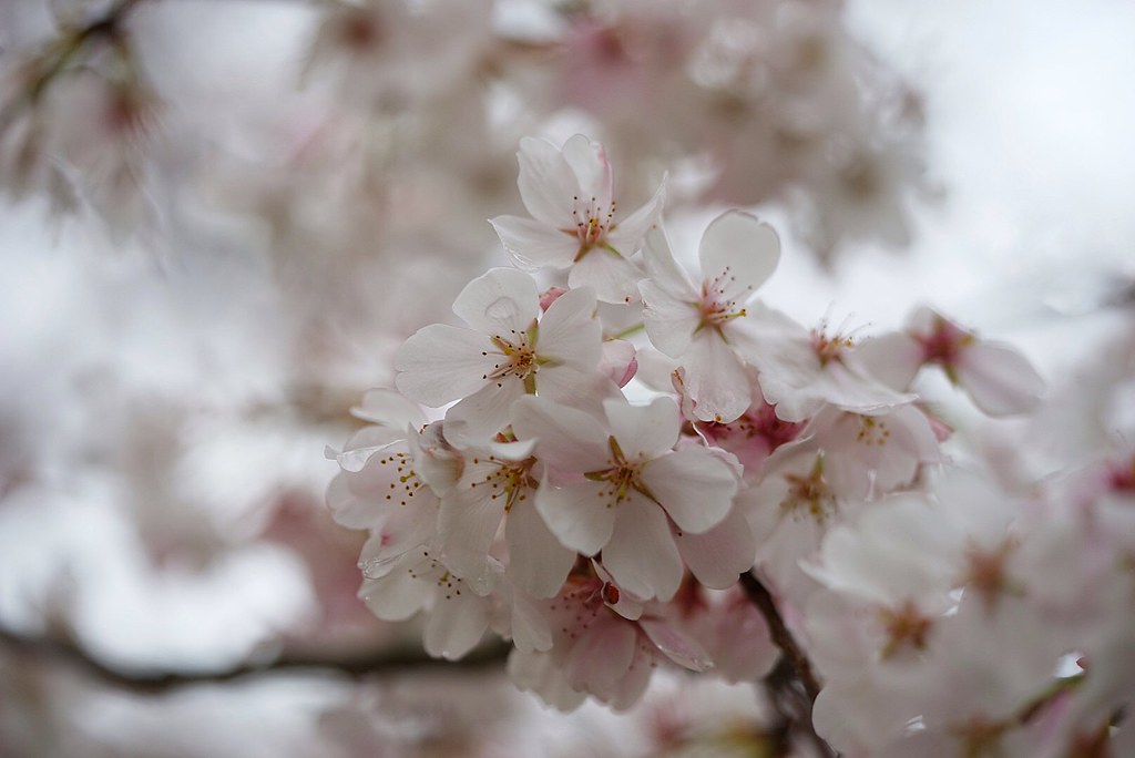 Cherry blossom