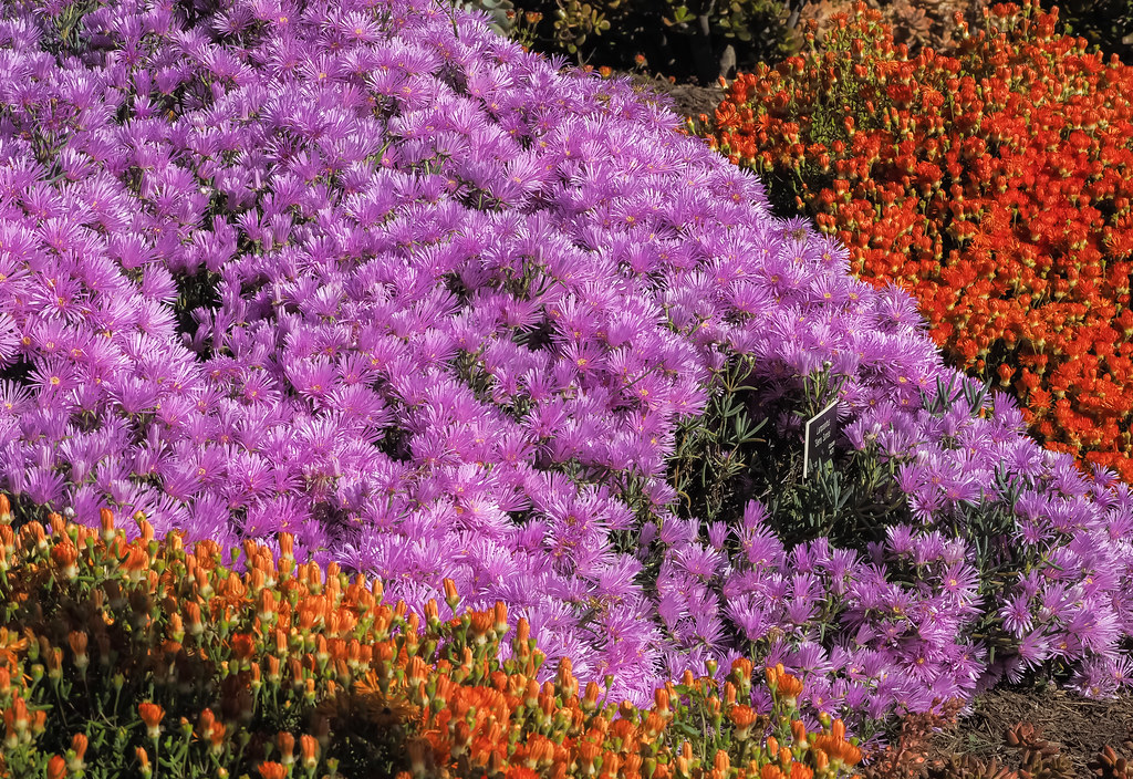 COLOR GALORE !!