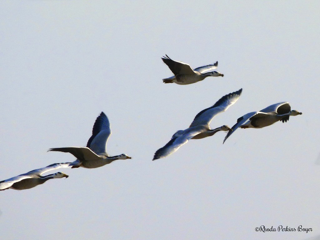 Bar-headed Geese