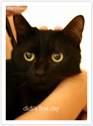 [黑貓] 妹妹的新寵-小黑貓DiDi