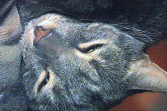sleepy grey tabby cat