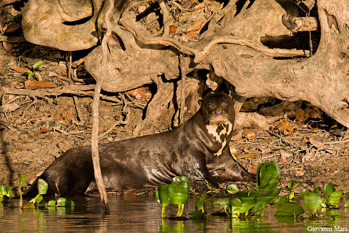 Giant Otter - Brazilian Pantanal