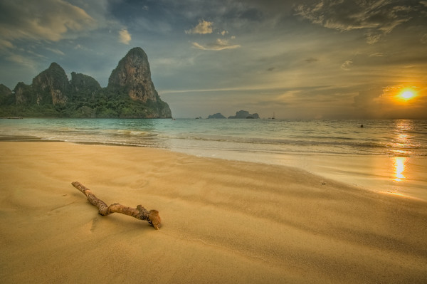 Old tree branch on sandy beach