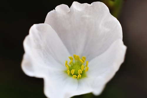 Small White Flower, Full-Sized Nikon D90 Sample, Edited -- DSC_0008