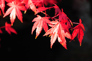 Japanese Mountain Maple Bonsai Tree Leaves (Acer palmatum), Red Autumn /Fall Colours