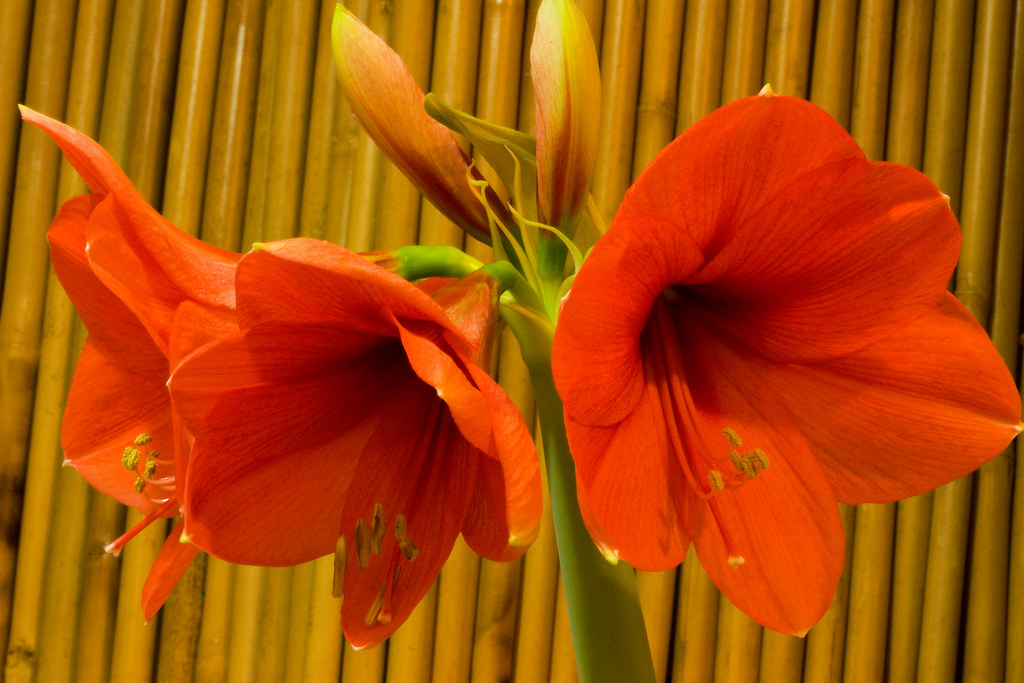 The colour orange