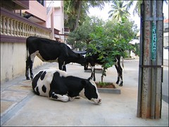 Photo of three cows in front of my house