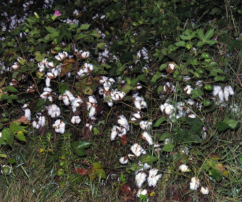 Cotton field white for harvest