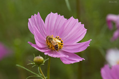 Cosmos and bee