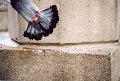 pigeon underbelly