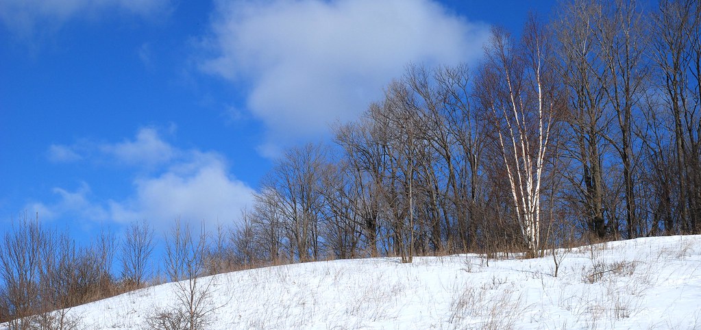 Birch Bark Blues