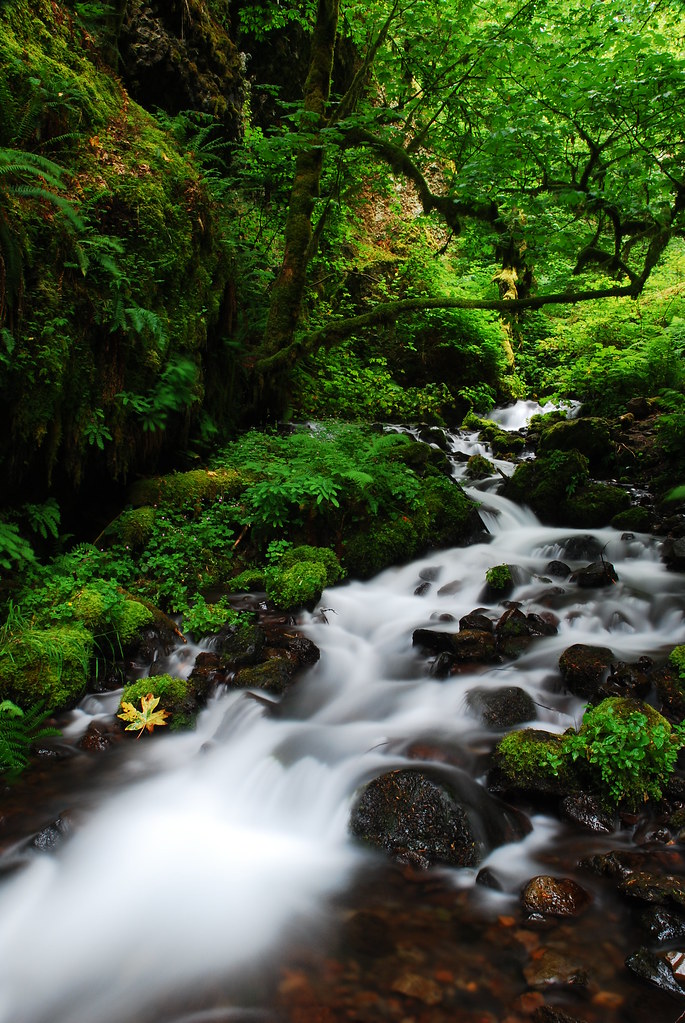 Wahkeena Creek