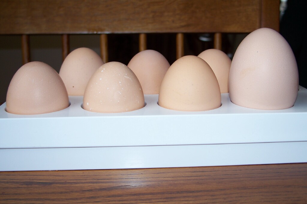 Big egg