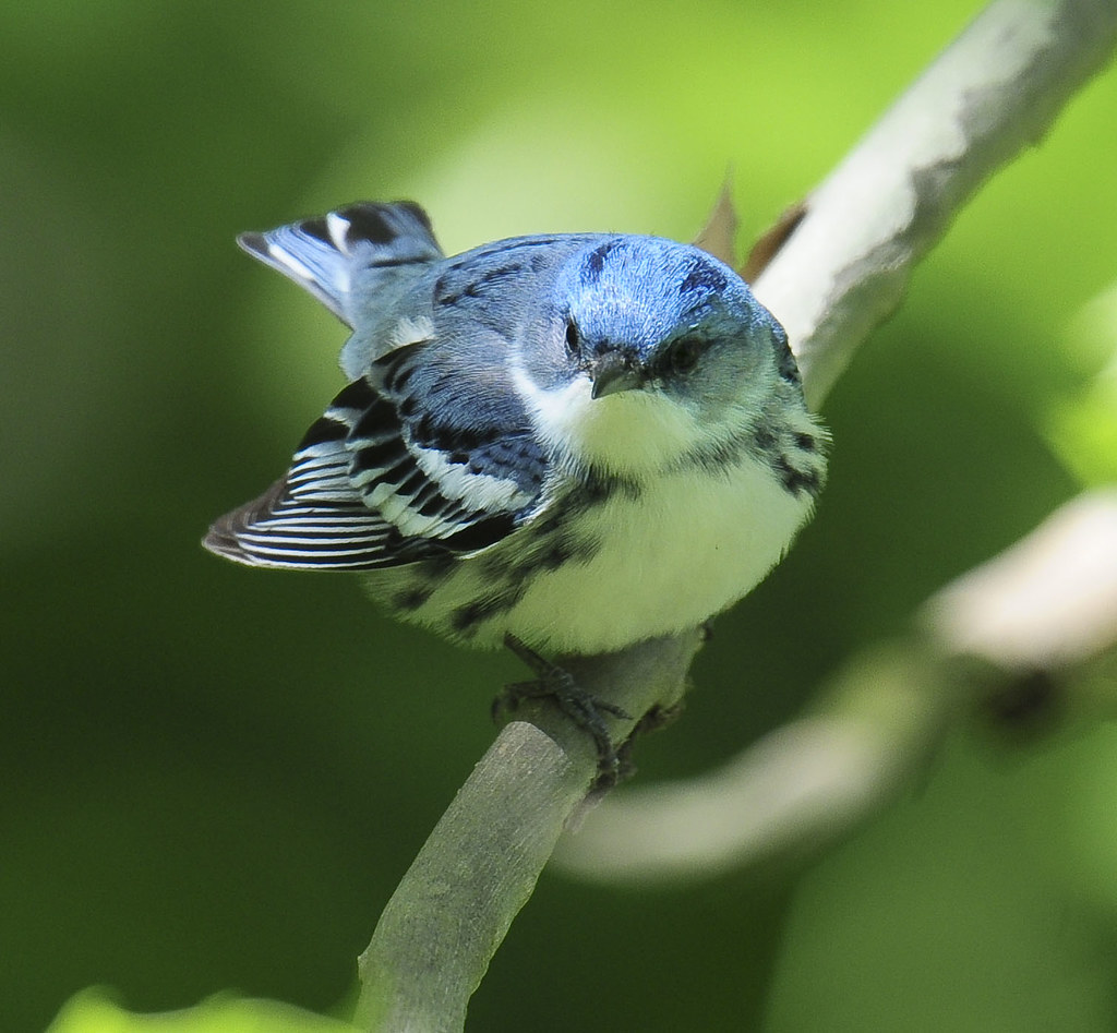 Cerulean Warbler- Ft. Harrison, IN
