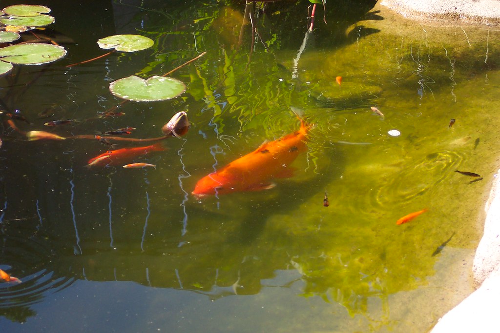 Koi Pond