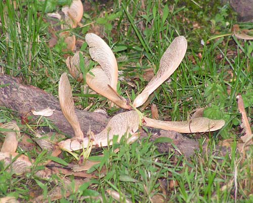 fairy wings 5