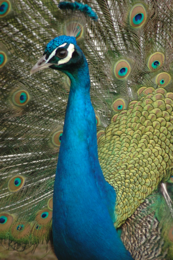peacock