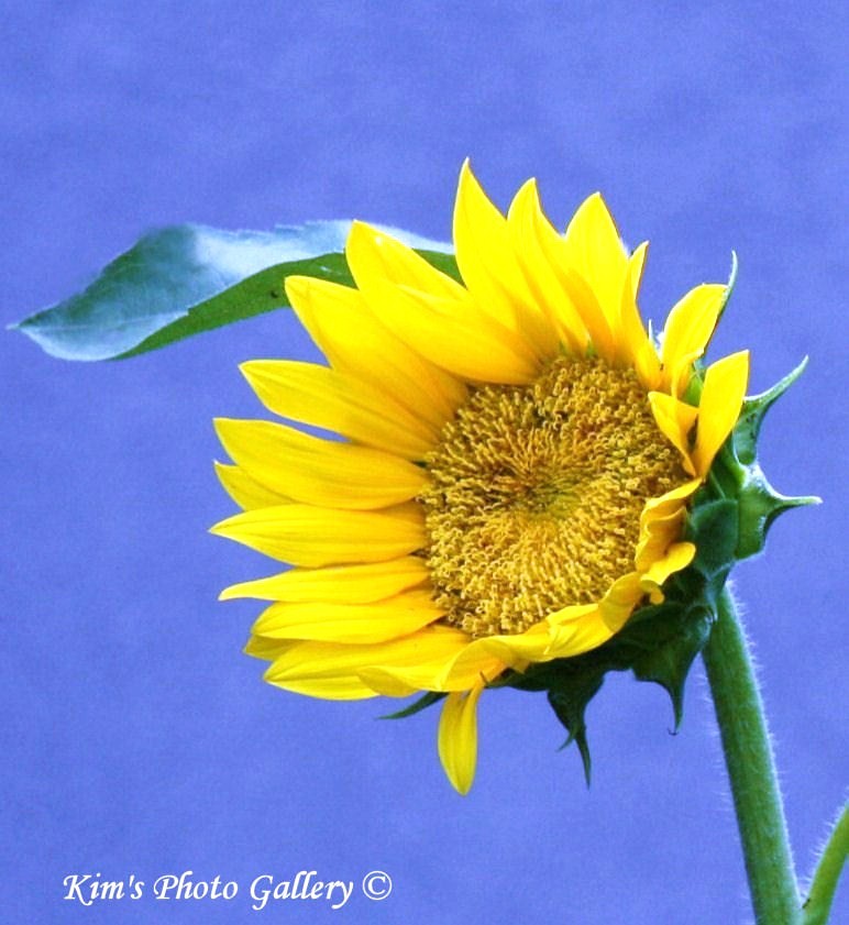 Blowing In The Wind!