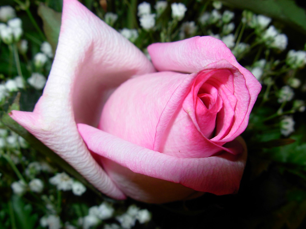 A pink rose