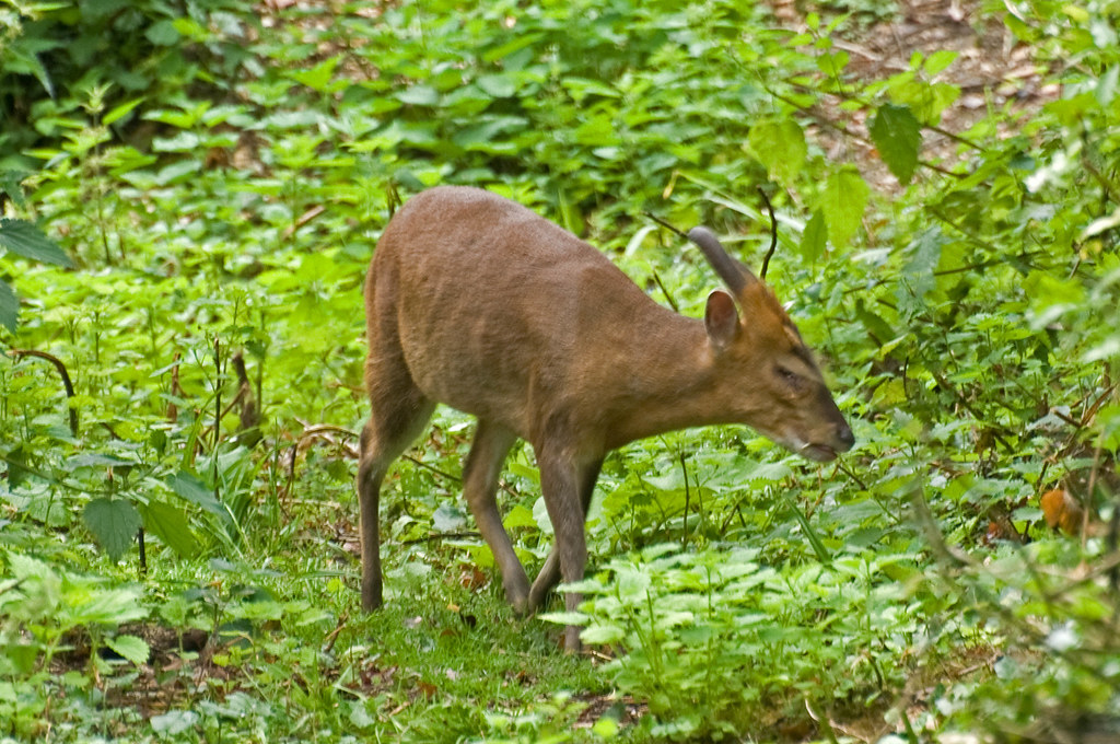 Male Muntjac deer
