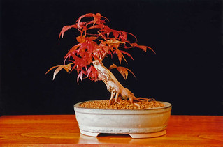 Acer palmatum "Deshojo" Japanese Maple Bonsai Tree