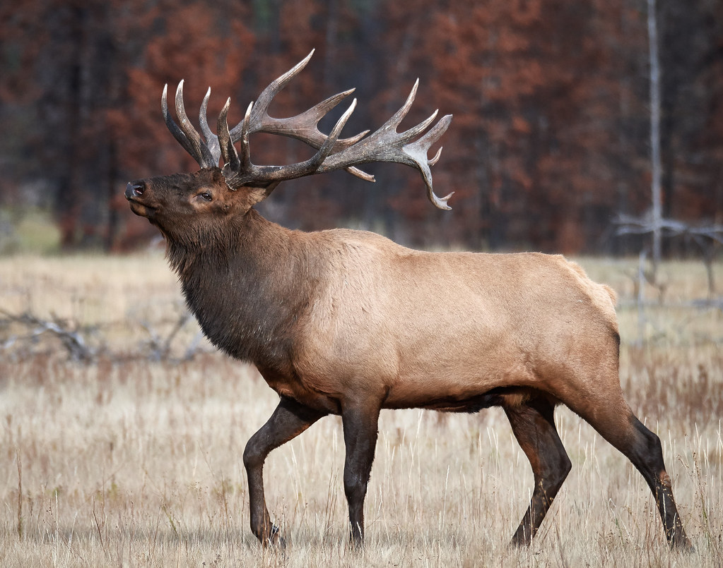 Elk bull south of Jasper air strip