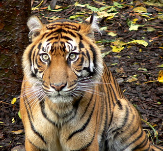 Mother Binjai - Sumatran Tiger