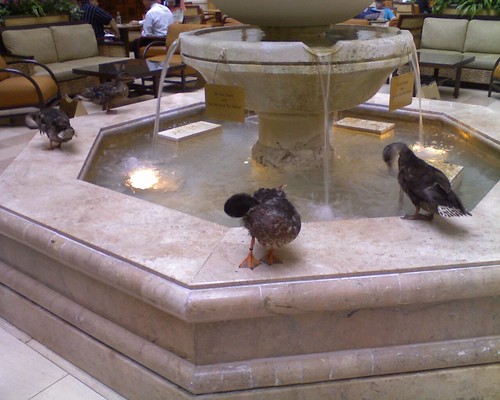 Ducks on their fountain