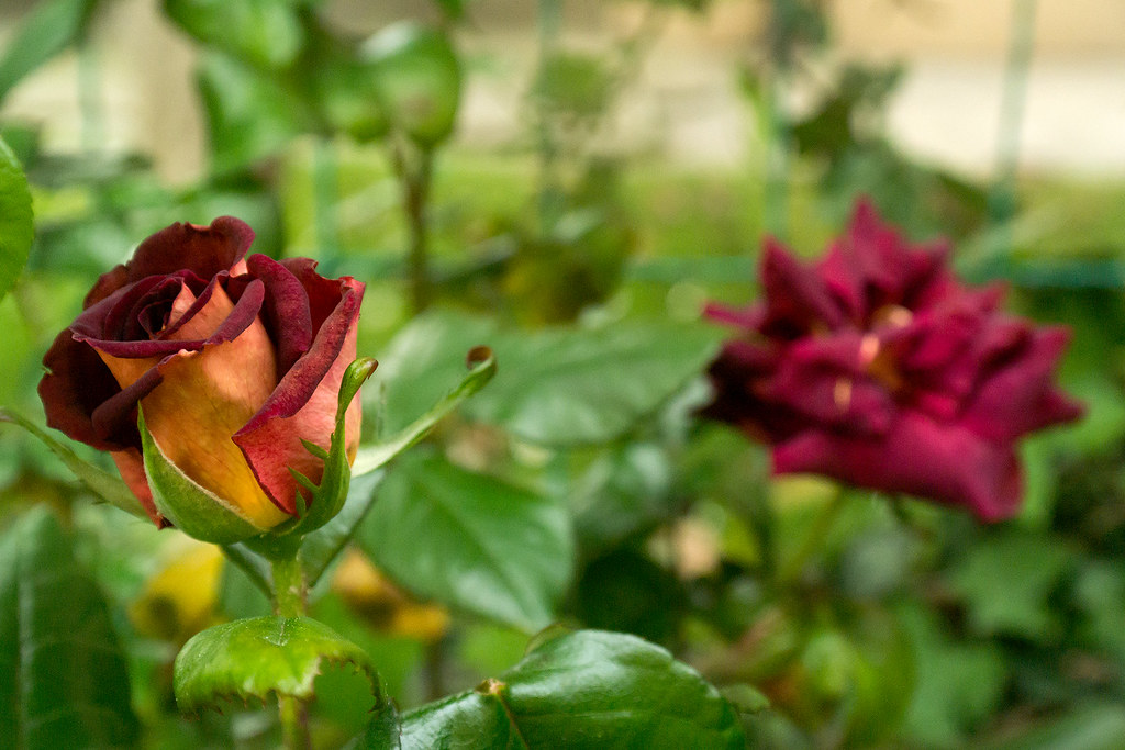 Rosa Black Gold (Eddy Mitchell)