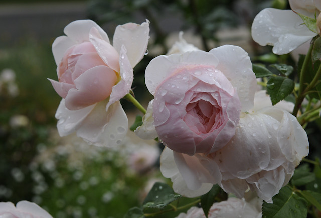 Ambridge Rose