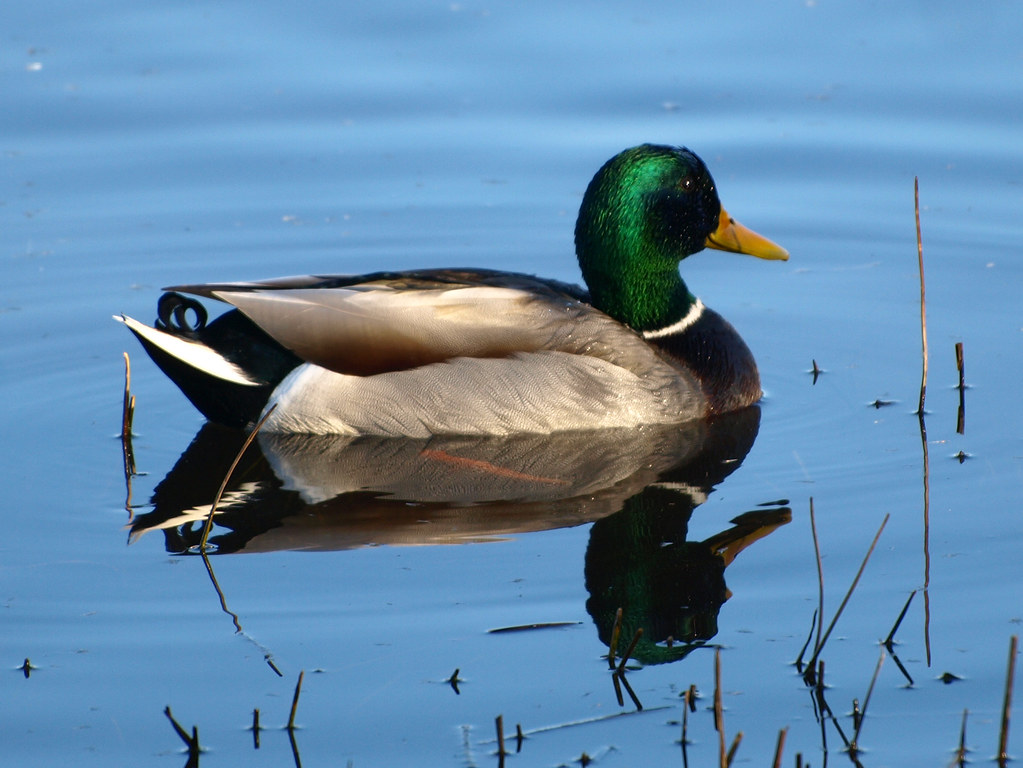 Mr. Duck