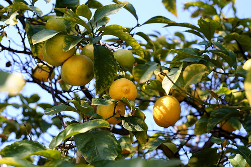 lemons at avila adobe