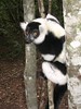 Lemur at Monkeyland