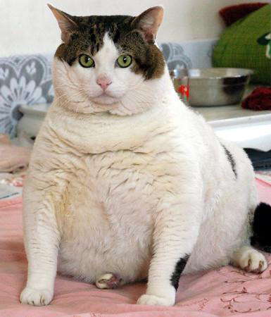 Cat obesity