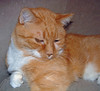 Spike: ginger cat