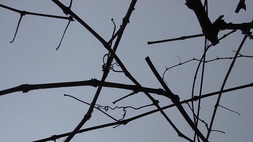 Cold Branches