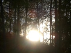 sun rise in the forest